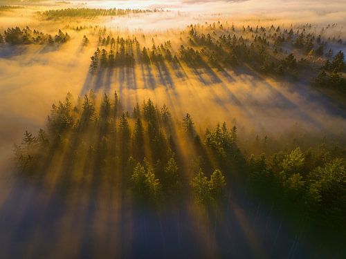 Misty shadows by Judith Kuhn