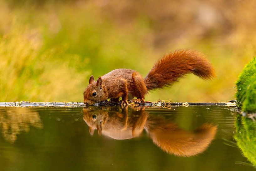 Eekhoorn (Sciurus vulgaris), knaagdier van Gert Hilbink