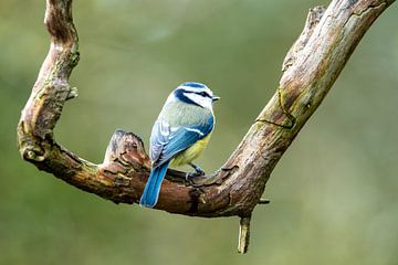 Mésange bleue sur une branche sur Gianni Argese