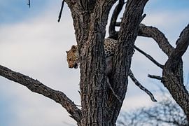 Leopard in der Wildnis Namibias, Afrika von Patrick Groß