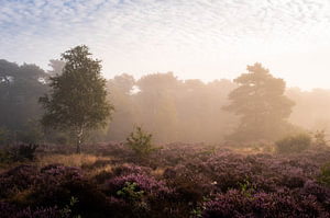 Mystische Atmosphäre bei Sonnenaufgang im Moor