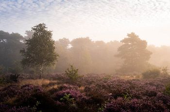 Mystieke sfeer bij zonsopgang op de heide