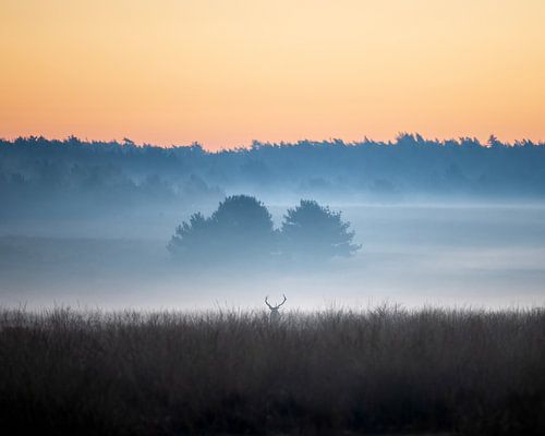 Edelhert in een sfeervol landschap - 2 van Sander Grefte