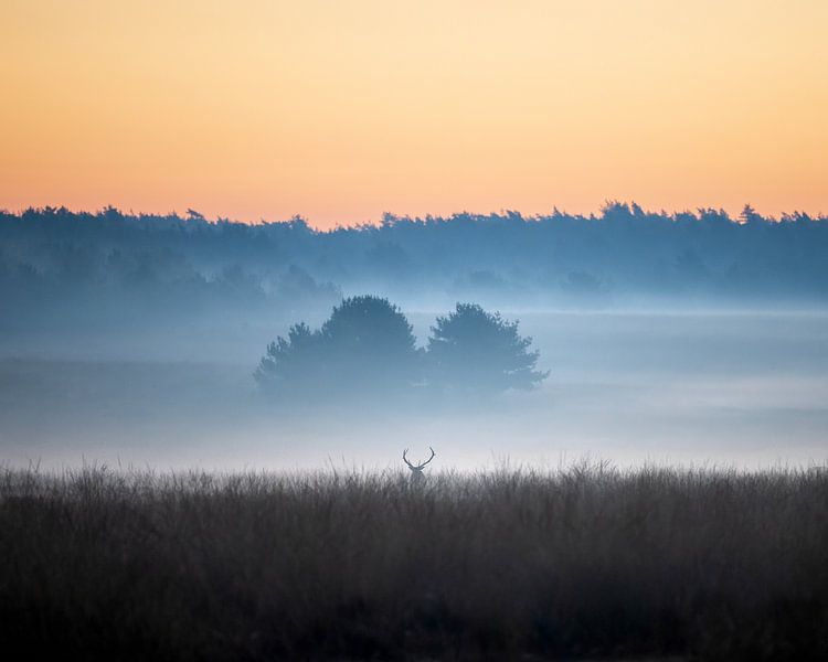 Rotwild in einer stimmungsvollen Landschaft - 1 von Sander Grefte