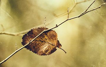 Feuille d'arbre automnale sur Ellen Driesse