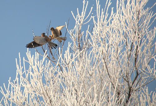 Two harriers von Monique van Waterschoot