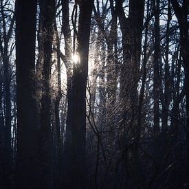 Sunlight shining through trees sur Maik Keizer