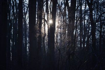 Zonlicht schijnend door de bomen