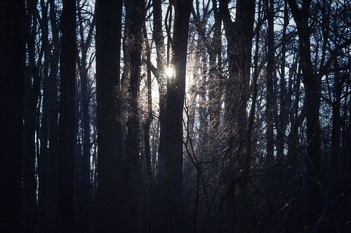 Sunlight shining through trees by Maik Keizer