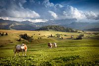 Alpe di Siusi - Seiseralm 
