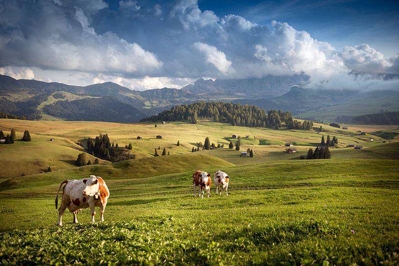 Alpe di Siusi - Seiseralm  von Jordy Caris