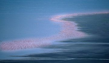 289 Flamingos Kenya Nakuru 6 - Scan From Analog Film van Adrien Hendrickx