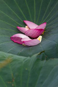 Lotus by ton vogels
