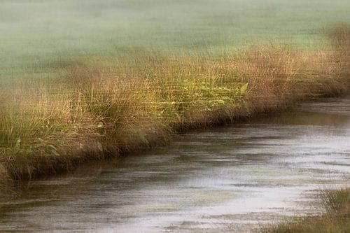 slootkant met wuivend gras