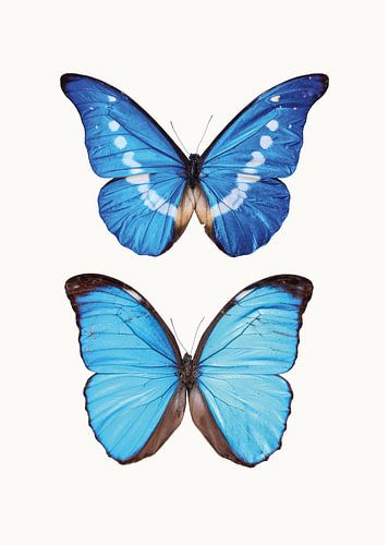 Cabinet de curiosités_Butterflies_05 sur Marielle Leenders