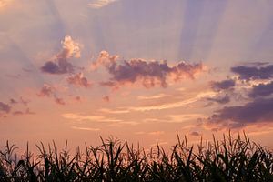 Bunter Sonnenaufgang - Morgenhimmel über einem Maisfeld