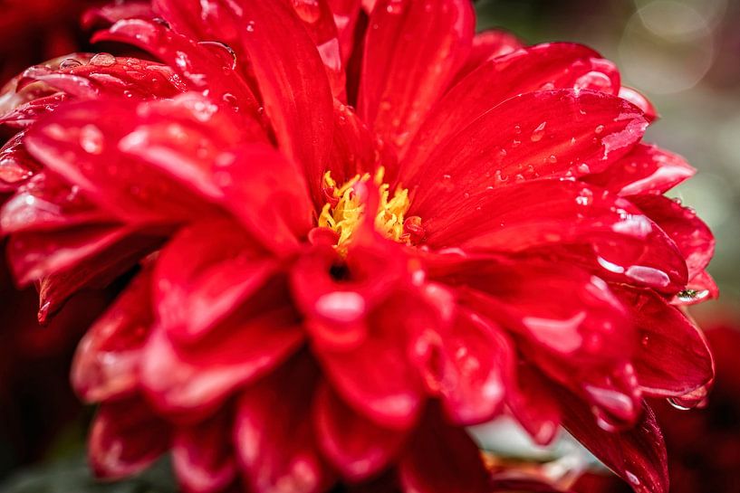 Dahlien von Rob Boon