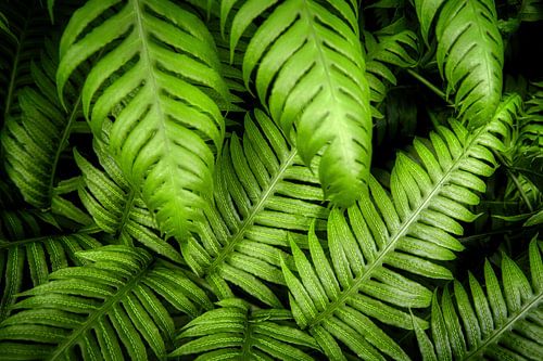 Green fern