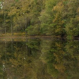 Wälder in Drenthe von ina kleiman