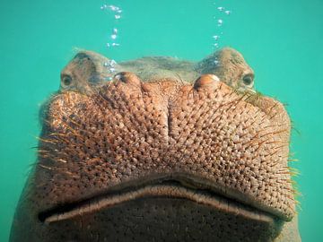 Hippopotame sous l'eau sur Maickel Dedeken