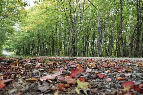 Een landweg in het vroege najaar
