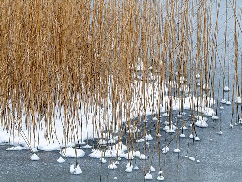 Riet in een bevroren vijver