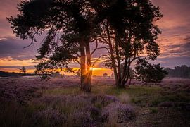 à travers les arbres sur Roy IJpelaar