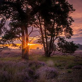 through the trees by Roy IJpelaar