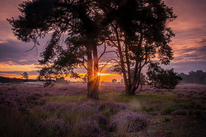 through the trees by Roy IJpelaar