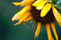 Zonnebloem