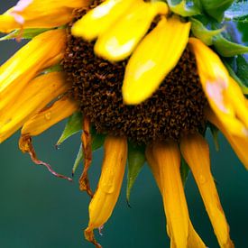 Zonnebloem von Nina Redek