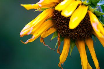 Zonnebloem van Nina Redek