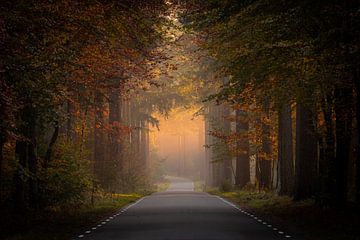 Follow the light
