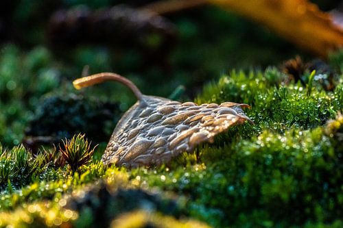 Morning dew on autumn leaf