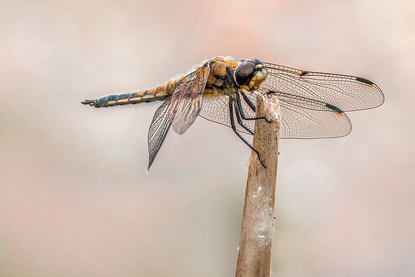 große libelle sitzt an einem Schilfhalm von Mario Plechaty Photography