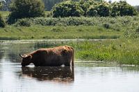 Les Highlanders écossais