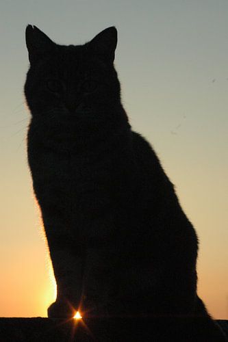 Kat tegen zonsondergang