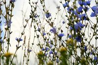 Wilde bloemen bewegen in de wind