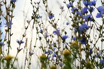 Wilde bloemen bewegen in de wind van Helene van Rijn