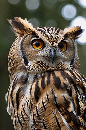 Gedetailleerde close-up van een uil met veren