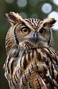 Detailed close-up of an owl with feathers by Art & Soul Creations thumbnail