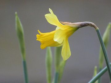 Narcis by richard de bruyn
