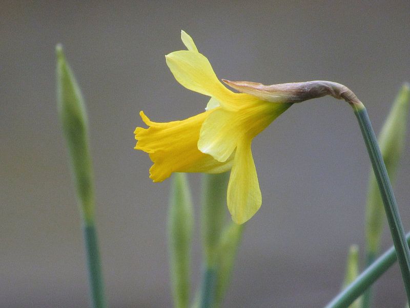 Narcis von richard de bruyn