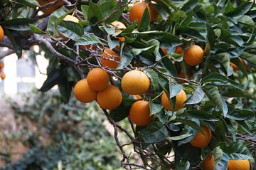 Sinaasappelen / Oranges, Mdina, Malta  van Maurits Bredius