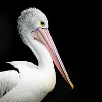 Portret van een pelikaan op een zwarte achtergrond