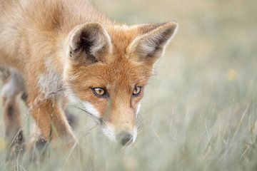 La chasse au renard sur Taro Fotografie