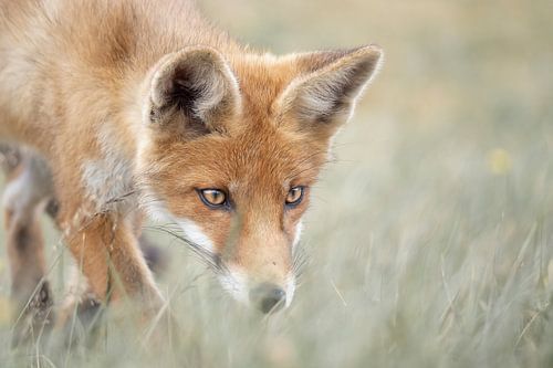 Hunting Fox