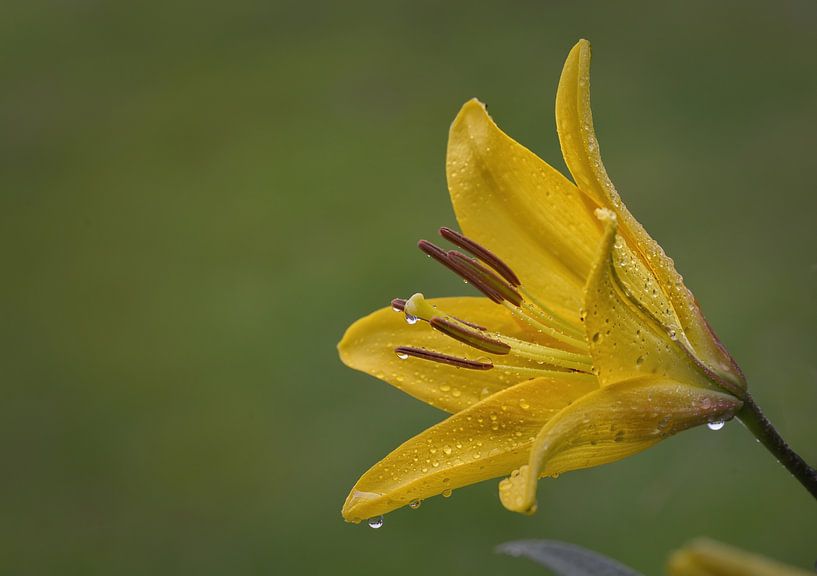 Lily in the rain by Dieter Beselt