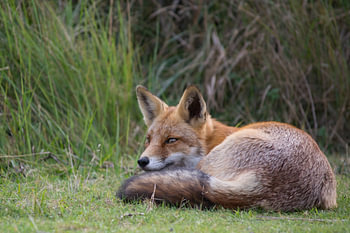 Renard