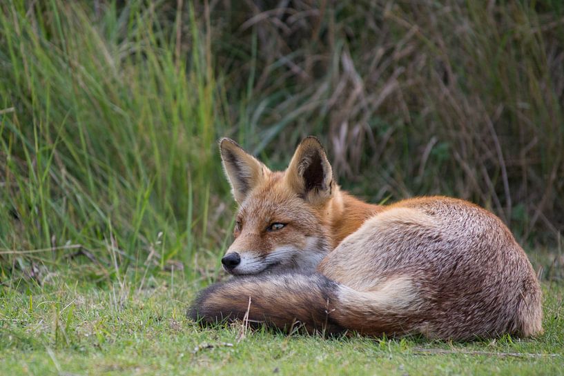 Red fox by Niki Radstake